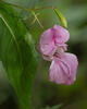  A009572cr